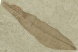 Fossil Leaf (Beilschmiedia) - Green River Formation, Utah #325590-1